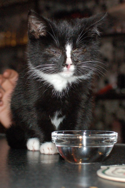 Korzo 2009.11