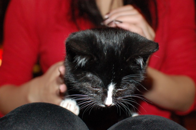 Jeremiah (cat)