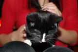 Jeremiah (cat)