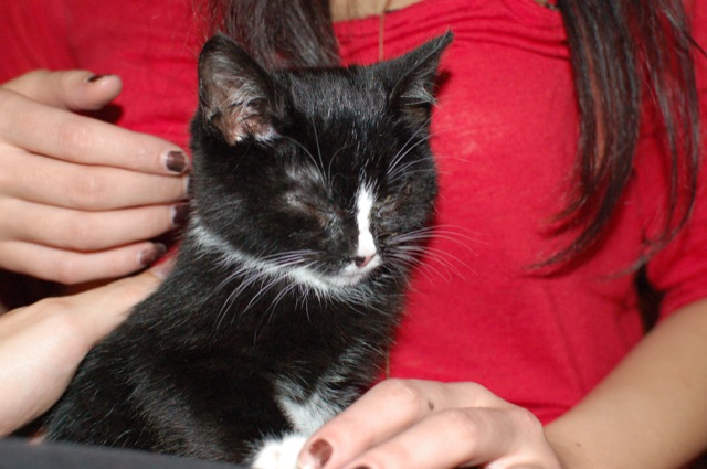 Jeremiah (cat)