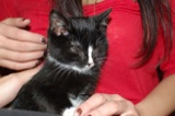 Jeremiah (cat)
