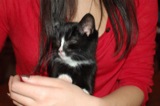 Korzo 2009.11