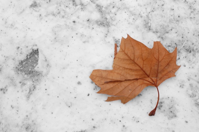 Leaves