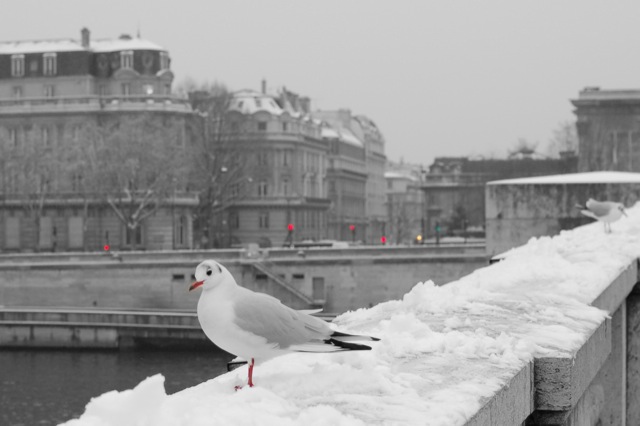 Seagulls