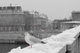 Seagulls