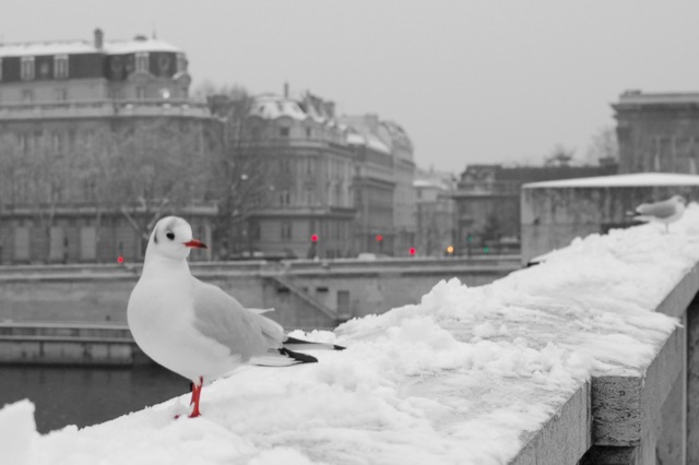 Seagulls