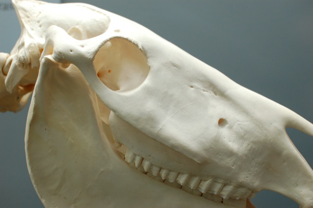 Bones