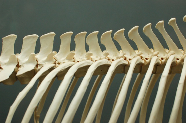Bones