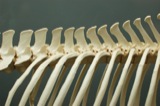 Natural History Museum