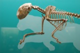 Natural History Museum