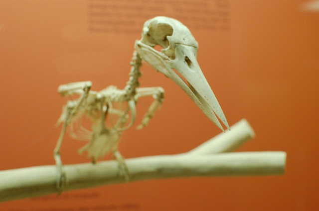 Natural History Museum