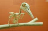 Natural History Museum