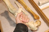 Bones