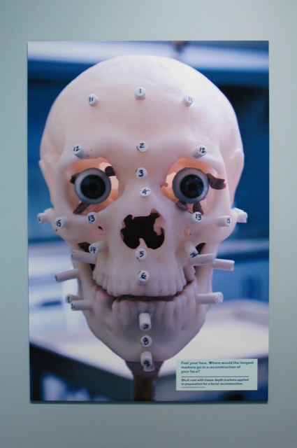 Skulls
