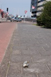 Den Haag