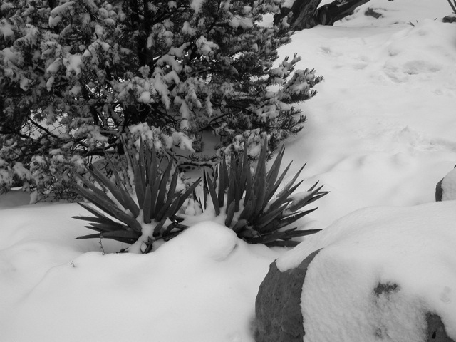 New Mexico