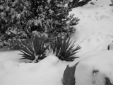 New Mexico